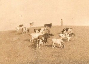 RPPC  Farmer With Cow Herd  Postcard  c1910