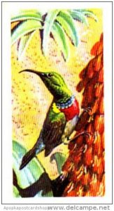 Brooke Bond Trade Card Tropical Birds No 18 Lesser Double-Collared Sunbird