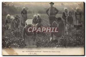 Old Postcard Plougastel Daoulas picking strawberries in the Aube