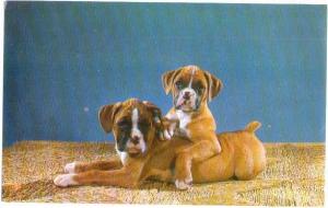 Purebred Boxer Puppies