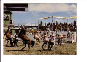 Wild Horse Race, Calgary Exhibition and Stampede, Alberta