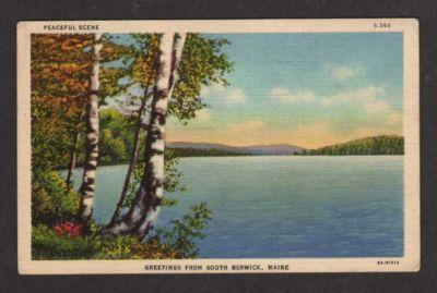 ME Greetings SOUTH BERWICK MAINE Postcard Birch Trees