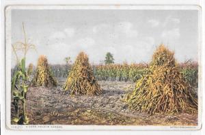 Corn Field In Kansas Harvested Corn Detroit Publishing Company Vintage Postcard