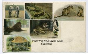 Greetings From Zoological Garden Zoo Cincinnati Ohio 1907c postcard