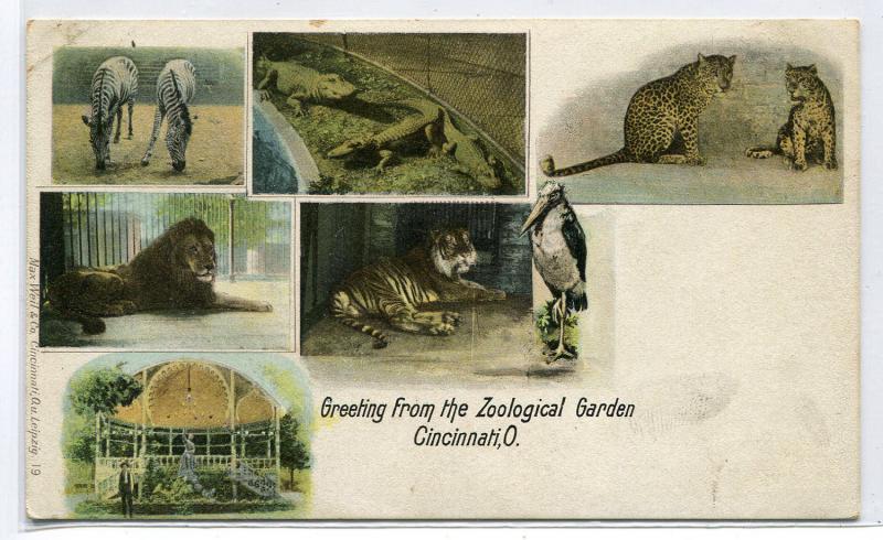 Greetings From Zoological Garden Zoo Cincinnati Ohio 1907c postcard