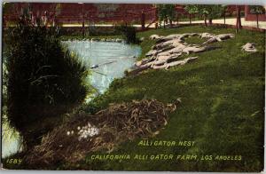 California Alligator Farm Los Angeles Nest Eggs Gators Vintage Postcard R18