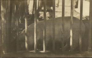 Close-Up of Pig in Cage c1910 Real Photo Postcard