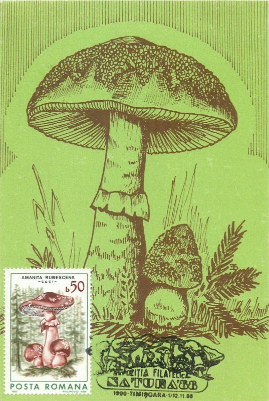 Romania set of 11 maximum cards 1988 mushrooms that can be eaten topic postcards 