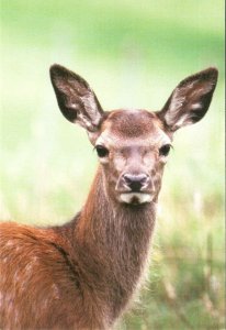 Animals.  Deer  Nice modern English photo postcard