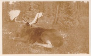 G Morris Taylor Jasper National Park Canada Real Photo Postcard