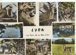 France  Postcard - Le Parc De La Tete d'Or - Lyon - Showing Animals - Ref TZ8913
