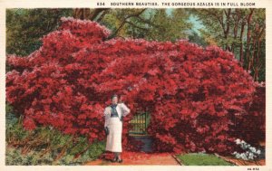 Vintage Postcard 1985 Southern Beauties Woman and Gorgeous Azalea Full Bloom Art