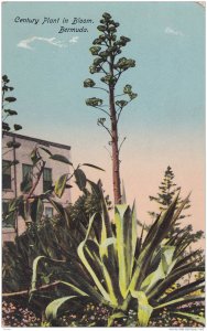 Century Plant In Bloom, Bermuda, 1900-1910s