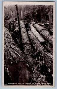 Harvesting The Fir Forest On Puget Sound Washington WA RPPC Photo Postcard