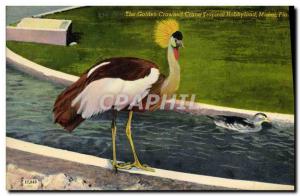 Old Postcard The Golden Crowned Crane Tropical Hobbyland Miami Fla