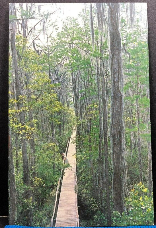 Boardwalk Okefenokee Swamp Park Waycross Georgia Vintage Postcard