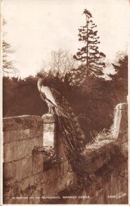 BR96430 a peacock on the battlements warwick castle real photo  uk