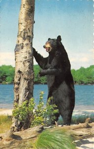 James Lake Hotel Temagami, Ontario, Canada Bear 1955 