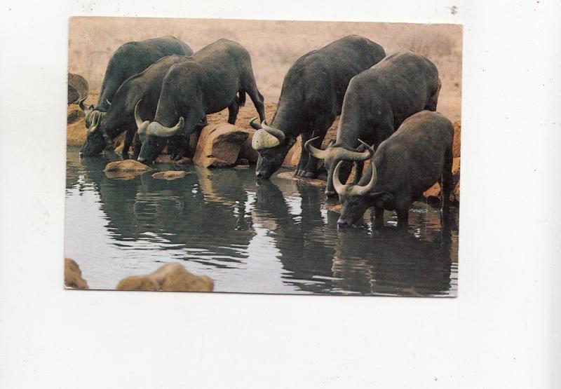 BF28096 wild life africa kenya buffalo s drinking at pool   front/back image