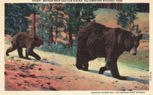 Vintage Postcard 1930s Mother Bear & Cub Hiking Yellowstone National Park Animal