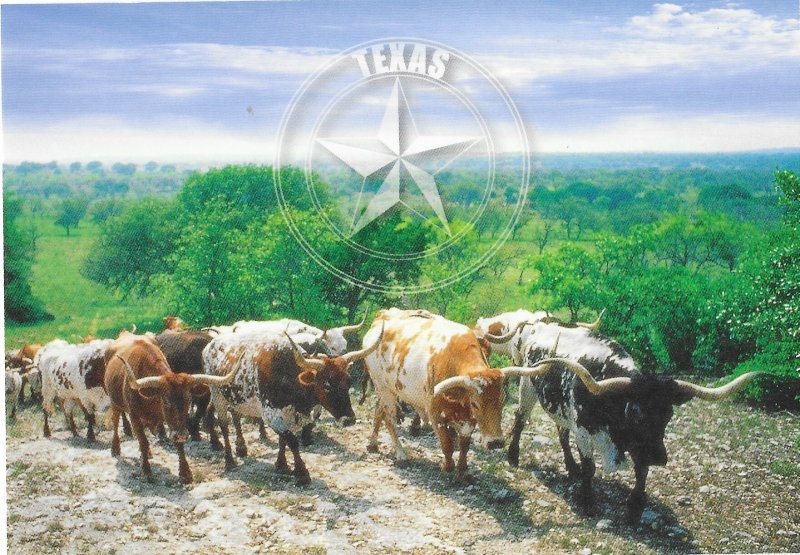 Texas Longhorn Cattle a Symbol of Texas 4 by 6