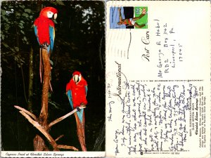 Macaws(12698