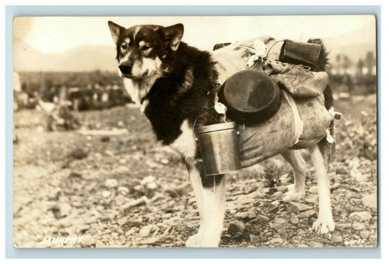 C.1910-15 Juneau Miner's Murphy Pack Dog Pots Pans RPPC Real Photo Postcard P109