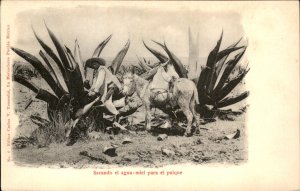 Puebla Mexico Native Man & Mule Sacando Agua Miel Para el Pulque 1900s-20s PC