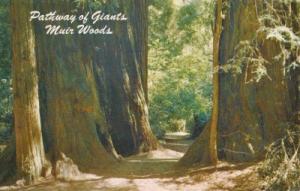 Muir Woods in the California Redwoods Postcard PC681