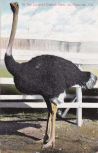 At the Cawston Ostritch Farm - South Pasadena CA, California - pm 1907 - DB