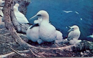 Canada Gaspe Peninsula Bonaventure Island Gannets Nesting At The Bird Sanctua...