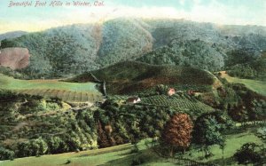 Vintage Postcard Beautiful Foot Hills Garden Farm Winter California CA M. Reider