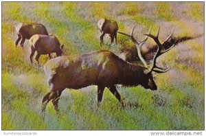 South Dakota Adult Male Elk