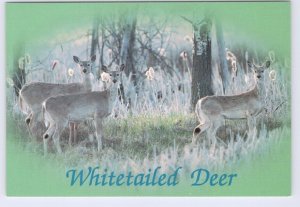 Whitetailed Deer, Chrome Postcard