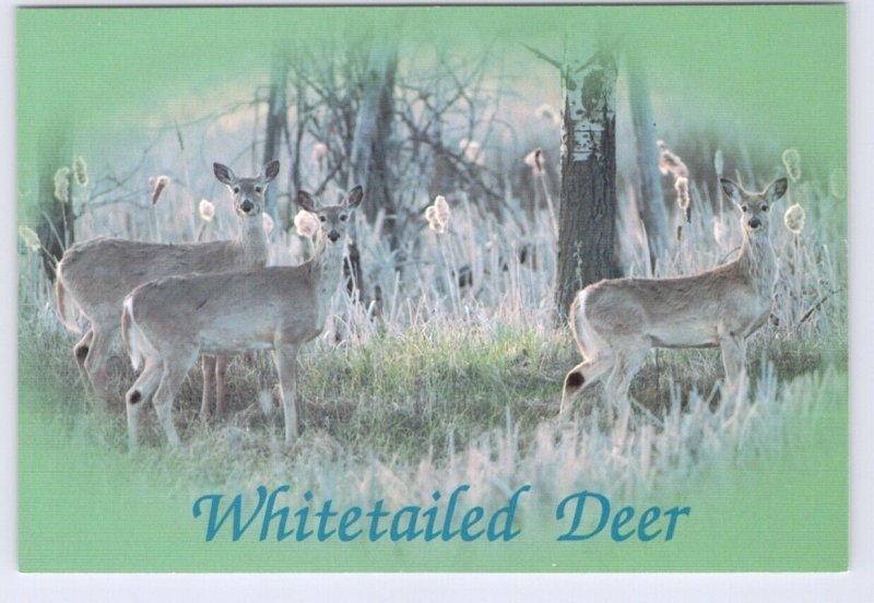 Whitetailed Deer, Chrome Postcard