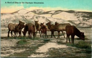 1910s Lowman & Hanford Postcard A Herd of Elk in the Olympic Mountains Unused