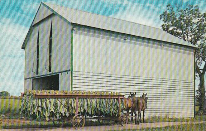 Pennsylvania Dutch Tobacco Shed With Wagon Loaded With Freshly Cut Tobacco