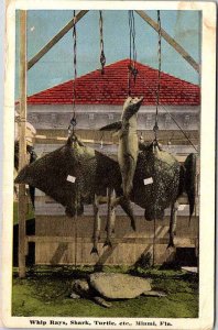 Postcard ANIMAL SCENE Miami Florida FL AM7705