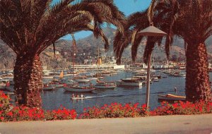 Avalon, Catalina Island, CA Palm Trees, Geraniums c1950s Vintage Postcard