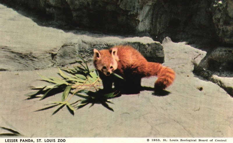 Lesser Panda St. Louis Zoo Bamboo Shoot Snack Missouri MO Vintage Postcard