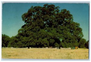 Chico California Postcard Sir Joseph Hooker Oak 1000 Year Old Bidwell Park 1954