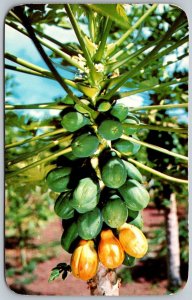 Honolulu Hawaii 1960 Postcard Papaia Tree Tropcal Fruit