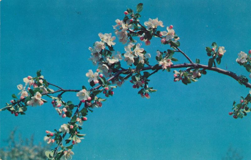 Apple Blossom State Flower Of Michigan United States Michigan Other Postcard Hippostcard