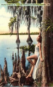 Florida Cypress Gardens Study In Knees