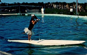 Florida Cypress Gardens Trained Dog Riding Surfboard Pulled By Porpoise