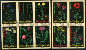 500137 Czechoslovakia FLOWERS nicte weed Vintage match labels