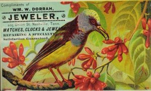 1870's-80's Wm. W Dorrah Jeweler Watches & Clocks Colorful Wild Bird Flower P44