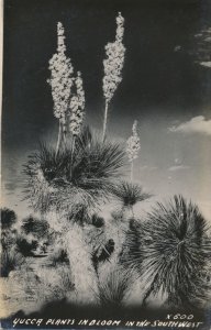 RPPC Yucca Plants in Bloom - Flowering Succulent - Southwest USA