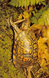 Box Turtle Turtles Unused 