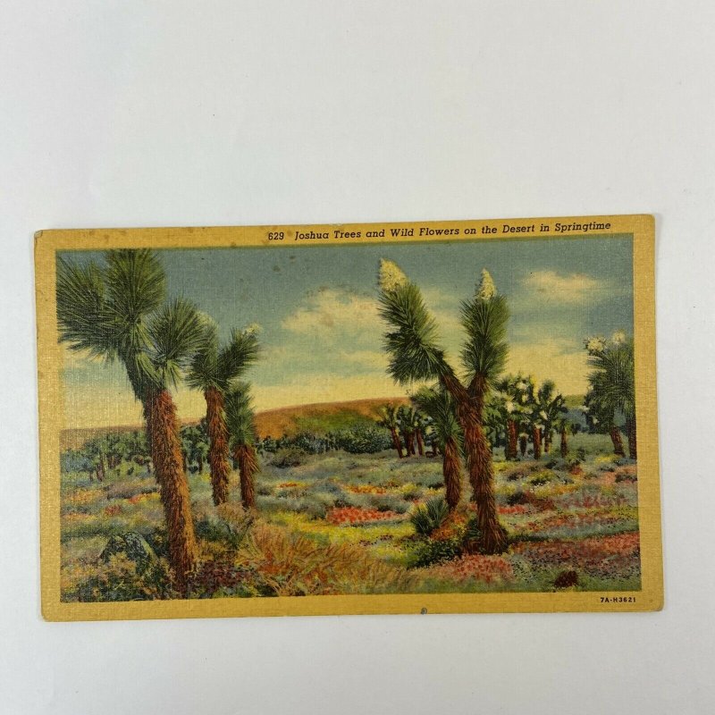 California Desert Joshua Trees Wildflowers Bloom Spring Linen Vintage Postcard